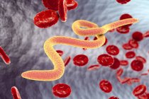 Microfilaria vermi nel sangue — Foto stock