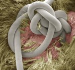 Coloured scanning electron micrograph (SEM) of a suture in a dog's skin wound. — Stock Photo