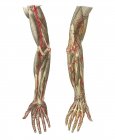 Blood vessels of the arms — Stock Photo