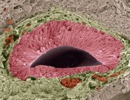 Farbige Rasterelektronenmikroskopie (sem) eines Schnitts durch ein fetales olfaktorisches (riechendes) Sinnesorgan, das als vomeronasales Organ (vno) oder Jacobsonorgan bekannt ist. — Stockfoto