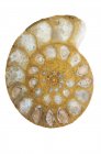 Амоніти викопного з Мадагаскару. — стокове фото