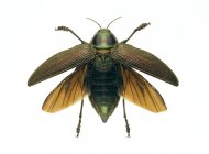 Escarabajo perforador de madera metálica - foto de stock