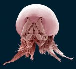 Micrografia electrónica de varredura (MEV) de um copépode (subclasse Copepoda ). — Fotografia de Stock