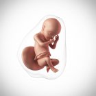 Âge du fœtus humain 30 semaines — Photo de stock