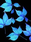 Blaue Blätter auf schwarzem Hintergrund. — Stockfoto