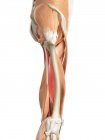 Système musculaire de la jambe — Photo de stock