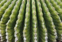 Primo piano delle spine delle piante di cactus . — Foto stock
