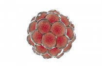 Многоклеточный эмбрион человека — стоковое фото