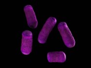Паличковидні бактерії — стокове фото