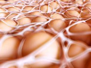 Структура и анатомия жировых клеток — стоковое фото
