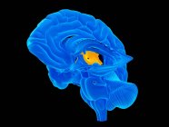 Концептуальна комп'ютерна ілюстрація структури мозку людини, показана в поперечному перерізі — стокове фото