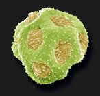 Primula grain de pollen — Photo de stock
