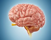 Anatomía del cerebro humano - foto de stock