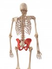 Human hip bones structure — Stock Photo