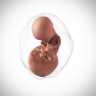 Edad del feto humano 14 semanas - foto de stock