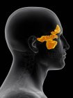 Struttura e anatomia delle cavità sinusali — Foto stock