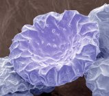 Бугенвиллия пыльцевая — стоковое фото