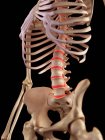 Anatomía de la columna humana - foto de stock