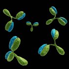 Молекулы антител 1IGT — стоковое фото