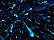 Нормальные сперматозоиды — стоковое фото