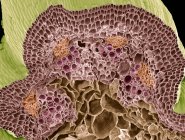 Farbige Rasterelektronenmikroskopie (sem) eines gefriergeklüfteten Kapuzinerkressestamms, die zahlreiche Gefäßbündel (z. B. im oberen Zentrum) mit einem inneren Xylem (rosa) und einem äußeren Phloem (gelb) zeigt). — Stockfoto