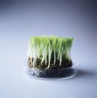 Genetically modified grass in petri dish. — Stock Photo