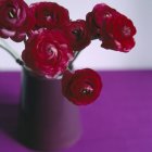 Ranunculus flowers in vase. — Stock Photo
