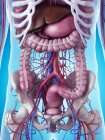 Órganos internos y sistema esquelético - foto de stock
