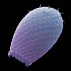 Coquille d'amibe. Micrographie électronique à balayage coloré (MEB) d'une coquille d'une Euglypha sp. moeba . — Photo de stock