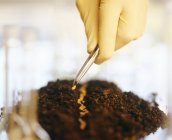 Scientifique semant des grains de blé génétiquement modifiés dans le sol . — Photo de stock