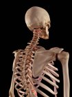 Anatomia della colonna vertebrale umana — Foto stock