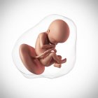 Âge du fœtus humain 22 semaines — Photo de stock