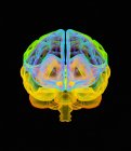 Анатомія людського мозку — стокове фото
