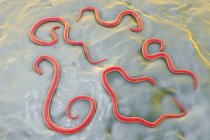 Dog roundworm parasite — Stock Photo