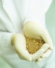 Scientist holding grains of genetically modified wheat in gloved hands. — Stock Photo