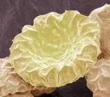Grano de polen de buganvilla - foto de stock