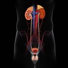 Nieren im männlichen Körper — Stockfoto