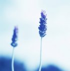 Blüten von Lavendelpflanzen auf blauem Hintergrund. — Stockfoto