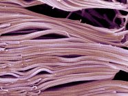 Связки коллагена из тонкой соединительной ткани — стоковое фото
