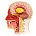 Coupe transversale de l'anatomie de la tête humaine — Photo de stock