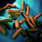 Colônia de bactérias Paeruginosa — Fotografia de Stock