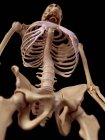 Людського скелетна конструкція — стокове фото