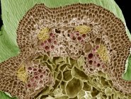 Coloured scanning electron micrograph (SEM) of a freeze-fractured Nasturtium stem, showing numerous vascular bundles (such as at upper centre) with an inner xylem (pink) and outer phloem (yellow). — Stock Photo