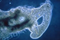 Micrografo leggero di ameba monocellulare che inghiotte il protozoo Paramecium . — Foto stock