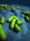 Rod-shaped Bacteria — Stock Photo
