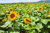 Malerische Ansicht des Feldes der blühenden Sonnenblumen. — Stockfoto
