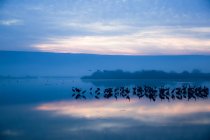 Pássaros guindastes comuns silhuetas ao pôr do sol . — Fotografia de Stock