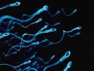 Normal sperm cells — Stock Photo