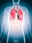 Poumons humains et autres organes internes — Photo de stock