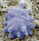 Esponja de agua dulce (Spongilla sp. ), micrografía electrónica de barrido coloreada (SEM ). - foto de stock